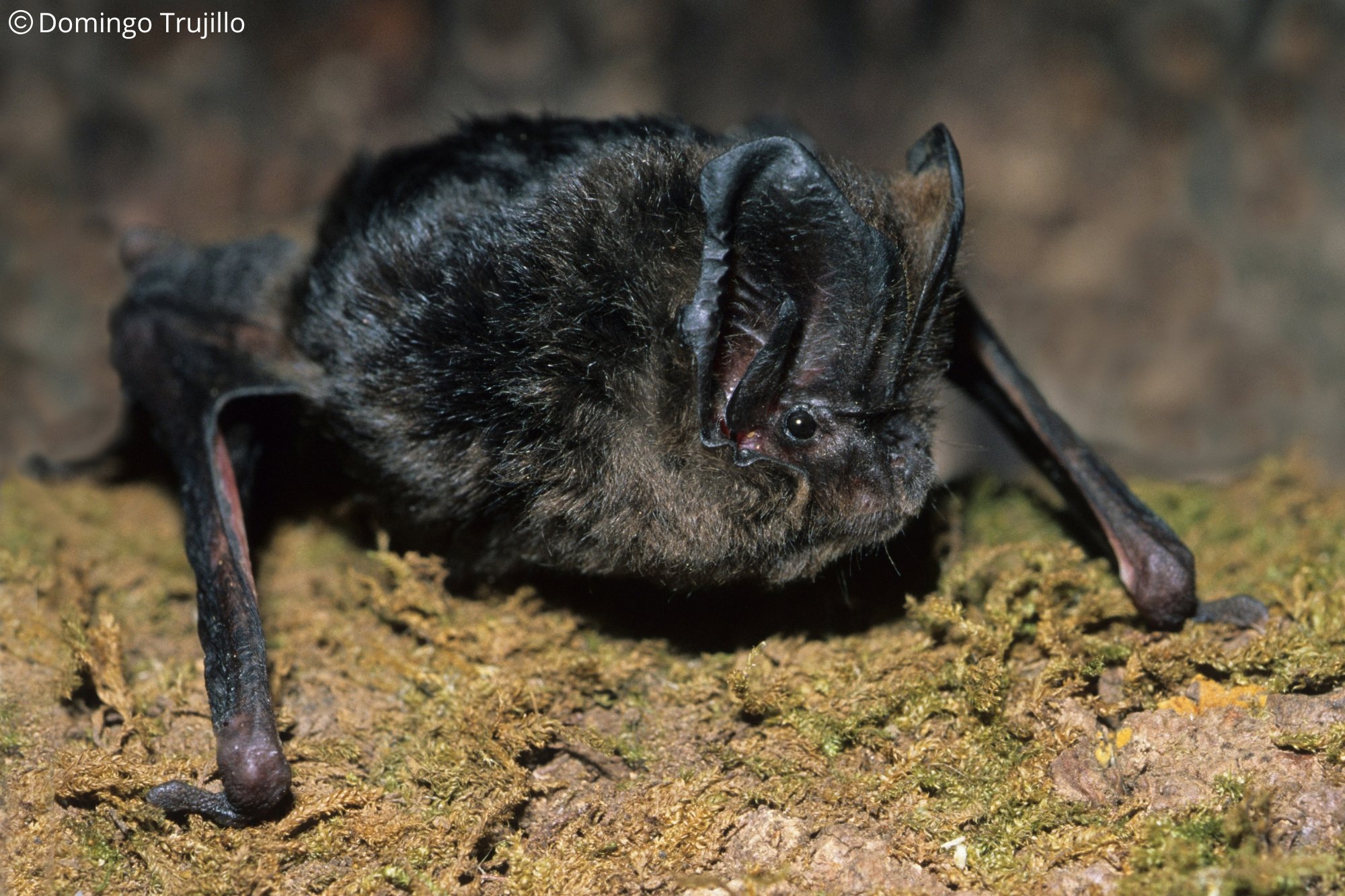 Barbastella barbastellus