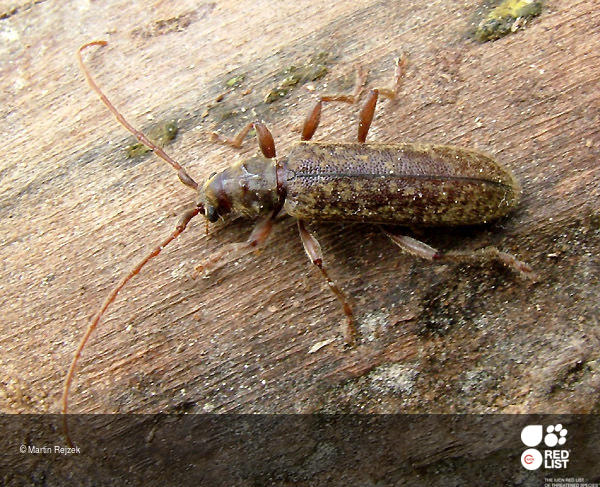 Blabinotus spinicollis