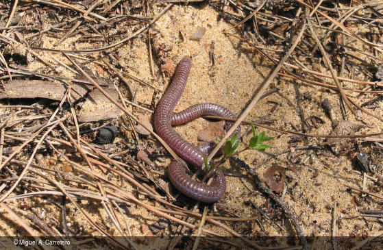 Blanus cinereus