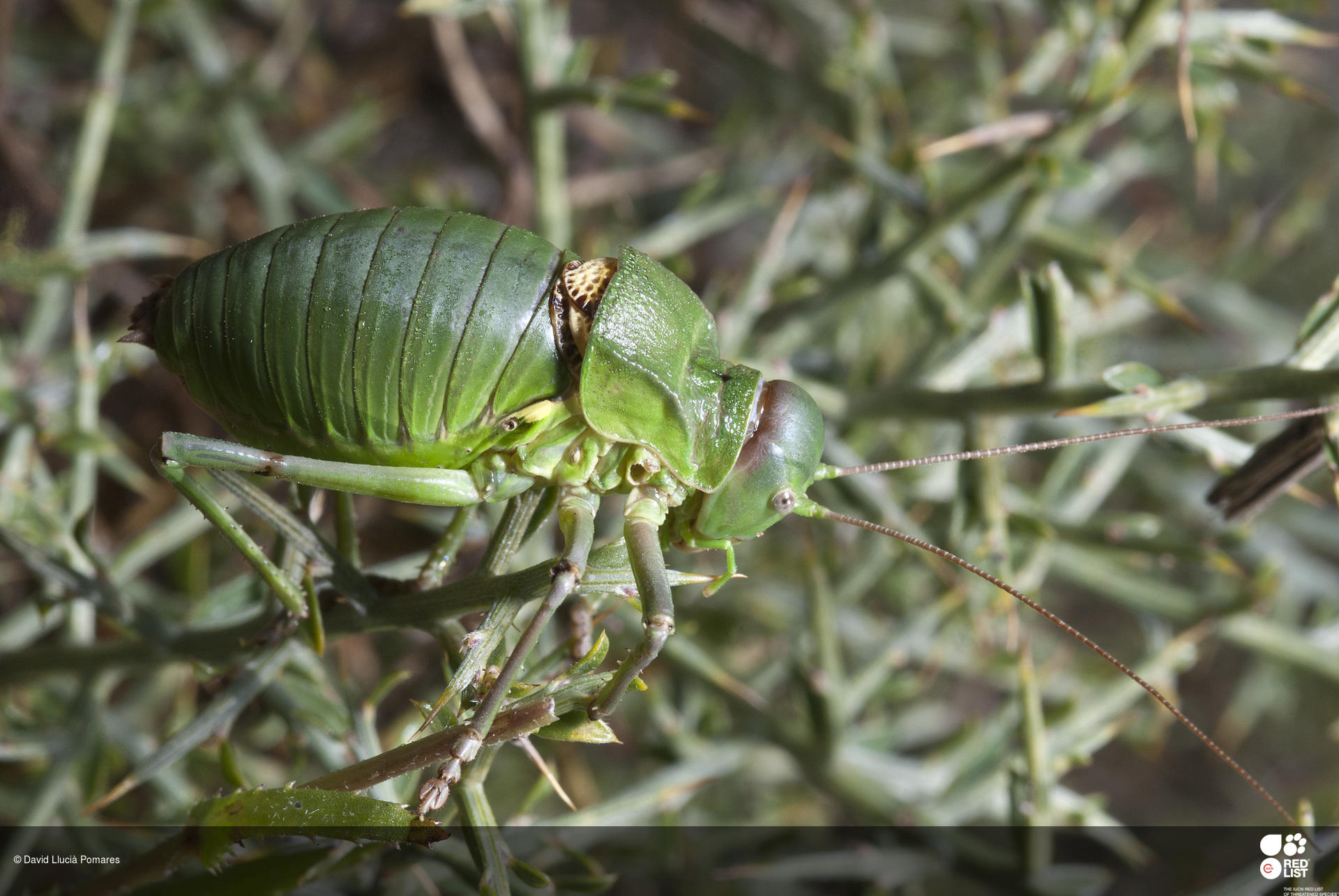 Callicrania belarrensis