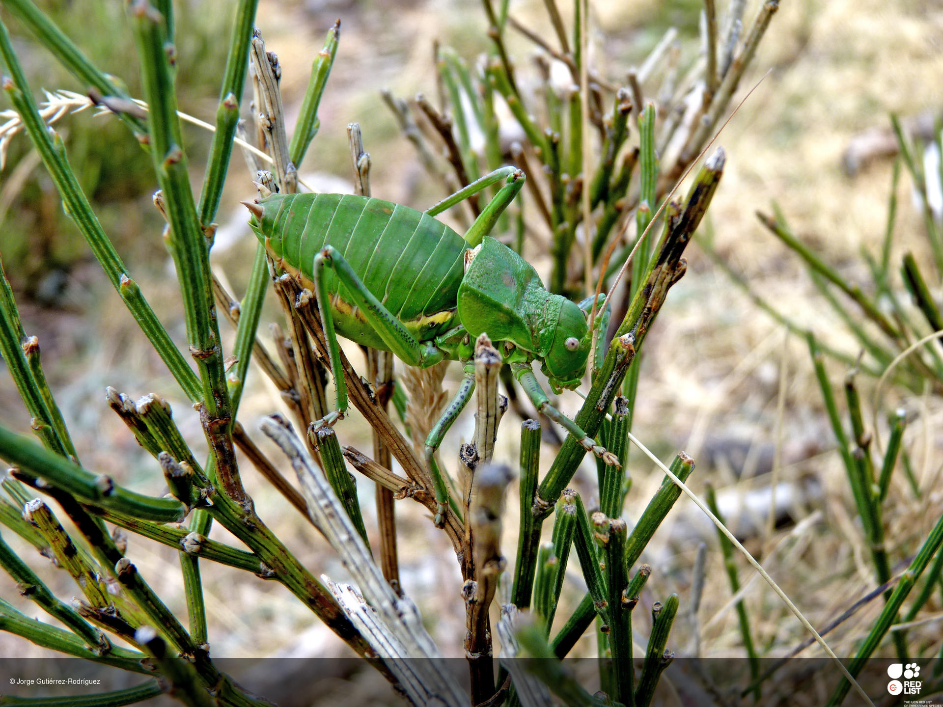 Callicrania demandae