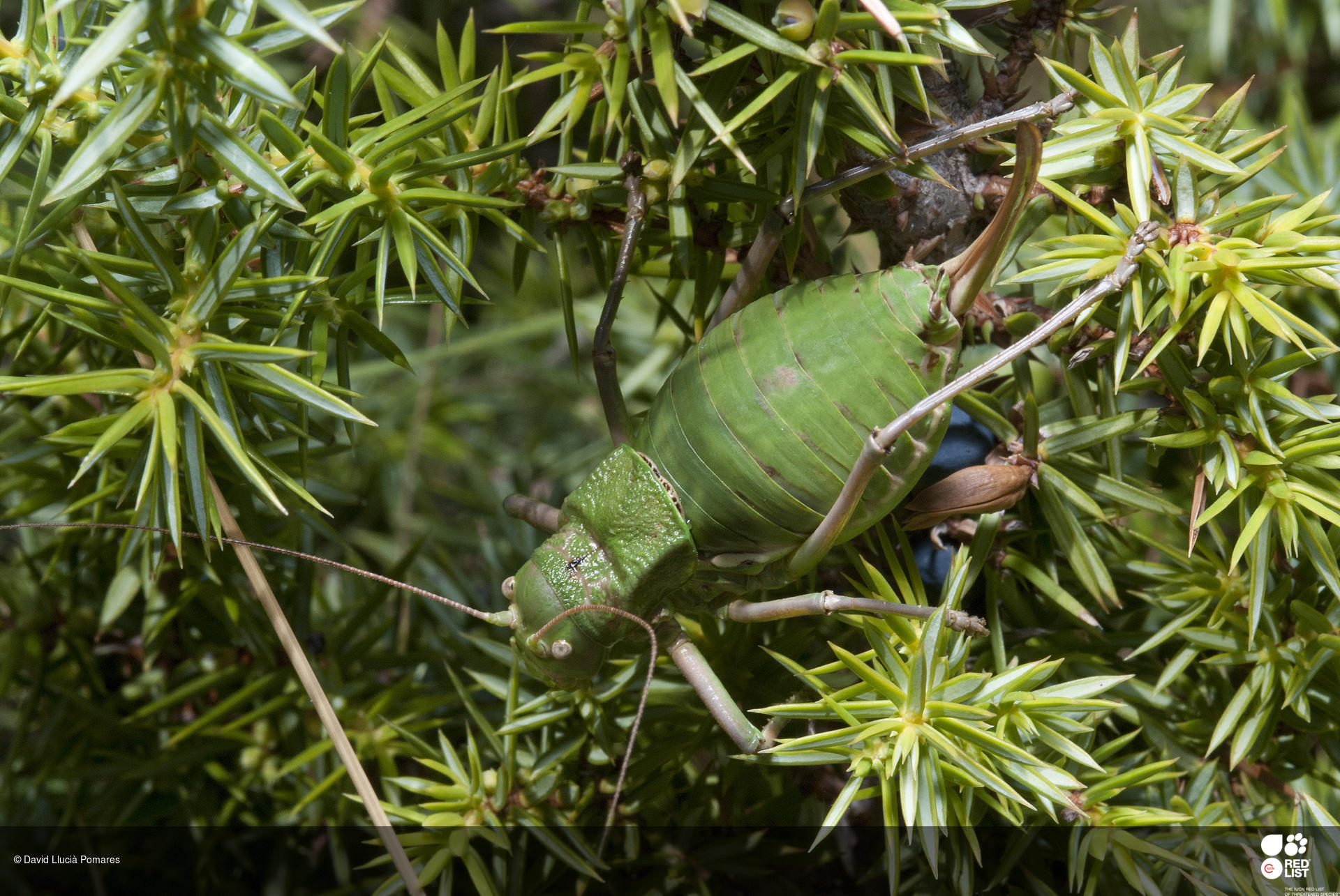 Callicrania denticulata
