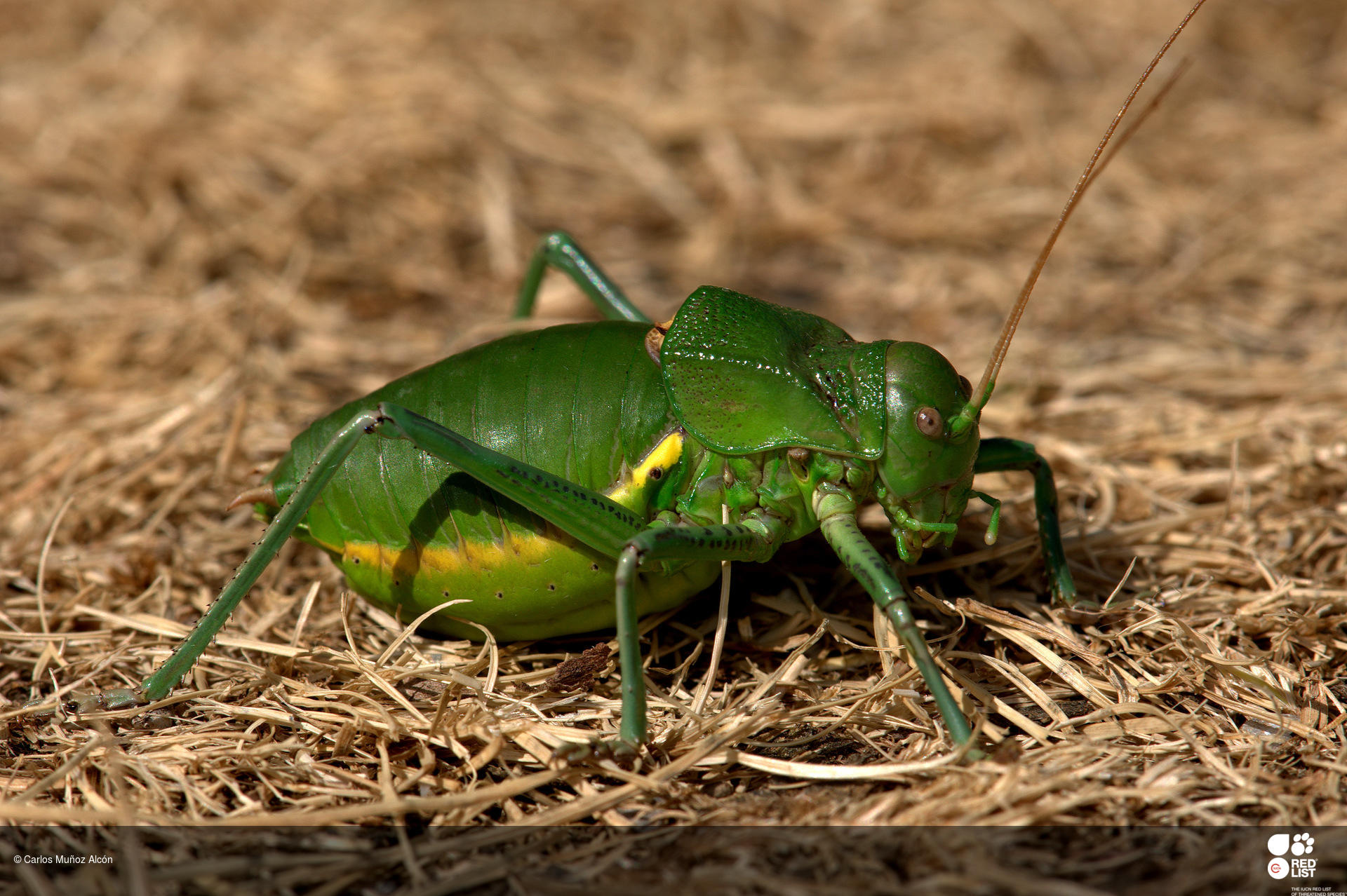 Callicrania faberi
