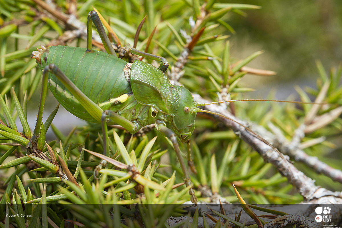 Callicrania plaxicauda