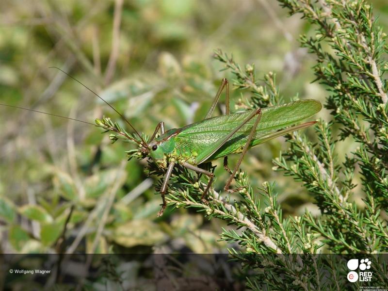 Calliphona gomerensis
