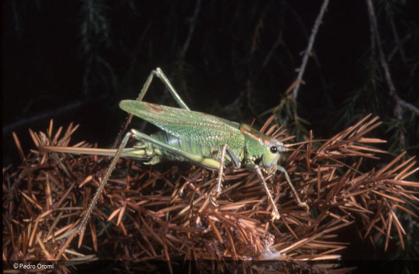 Calliphona palmensis