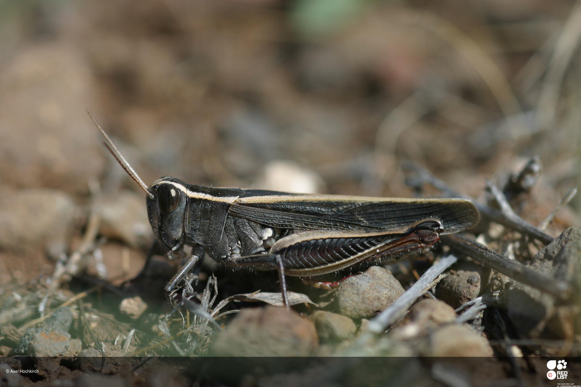 Calliptamus plebeius