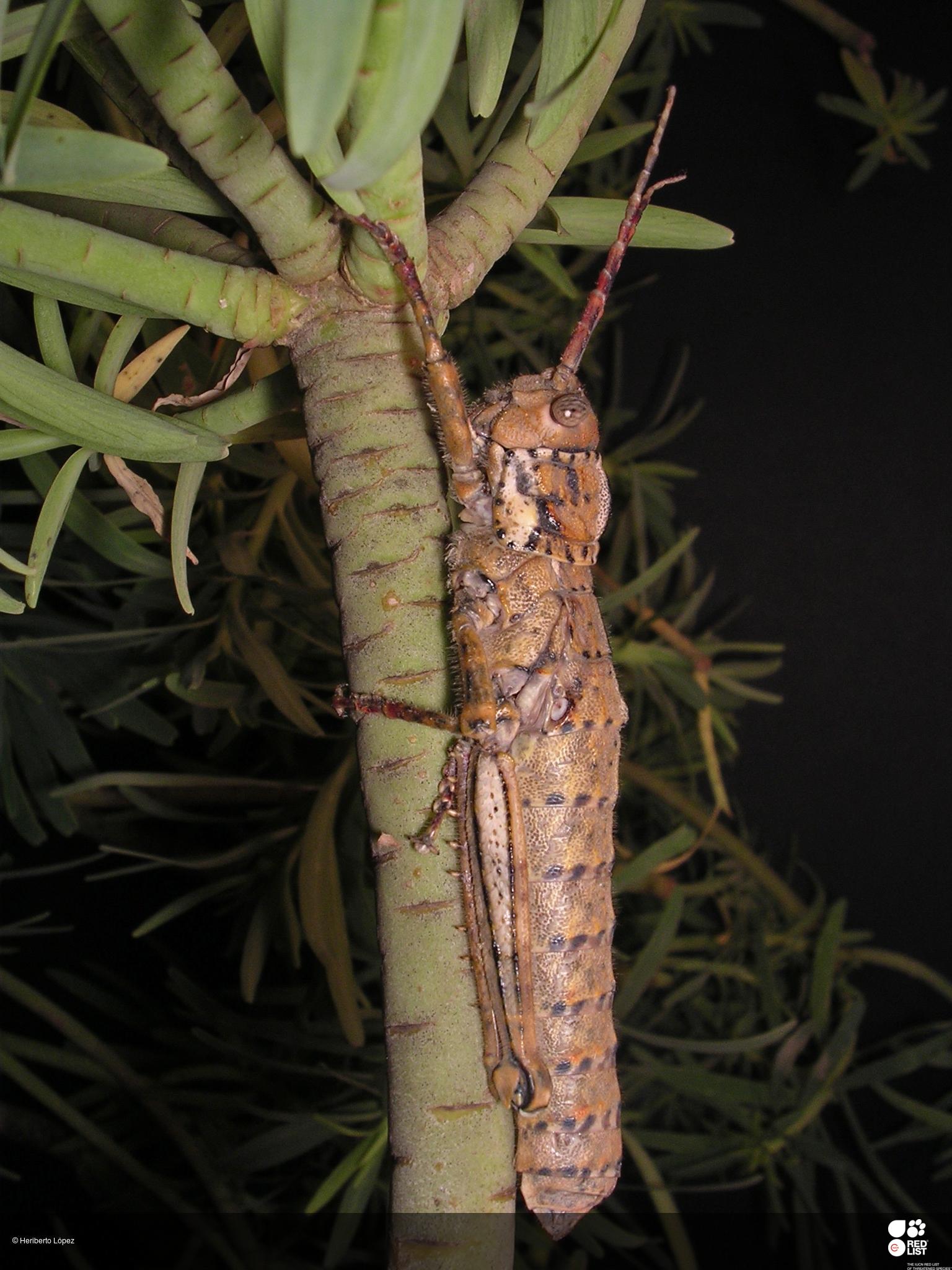 Acrostira tenerifae