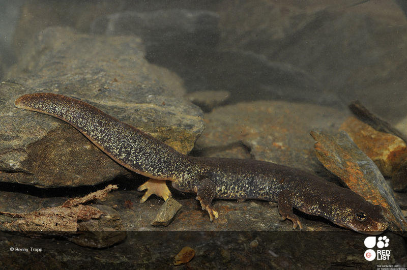 Calotriton arnoldi