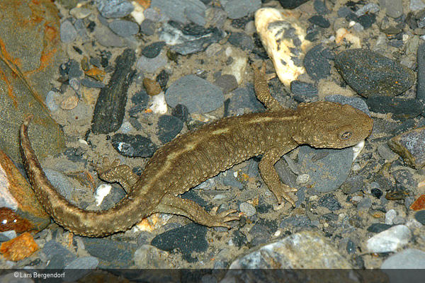 Calotriton asper