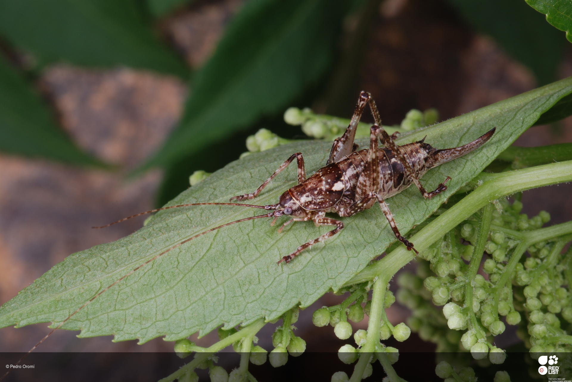 Canariola nubigena