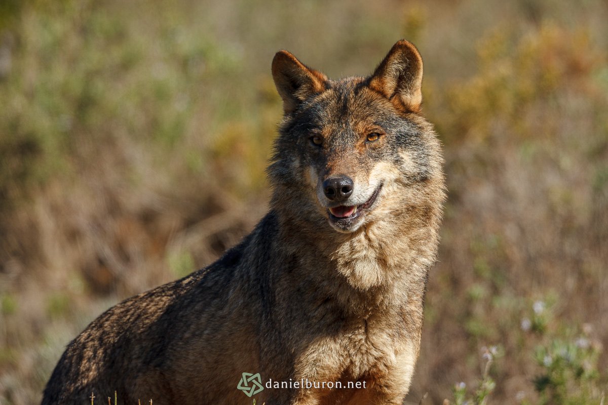Canis lupus