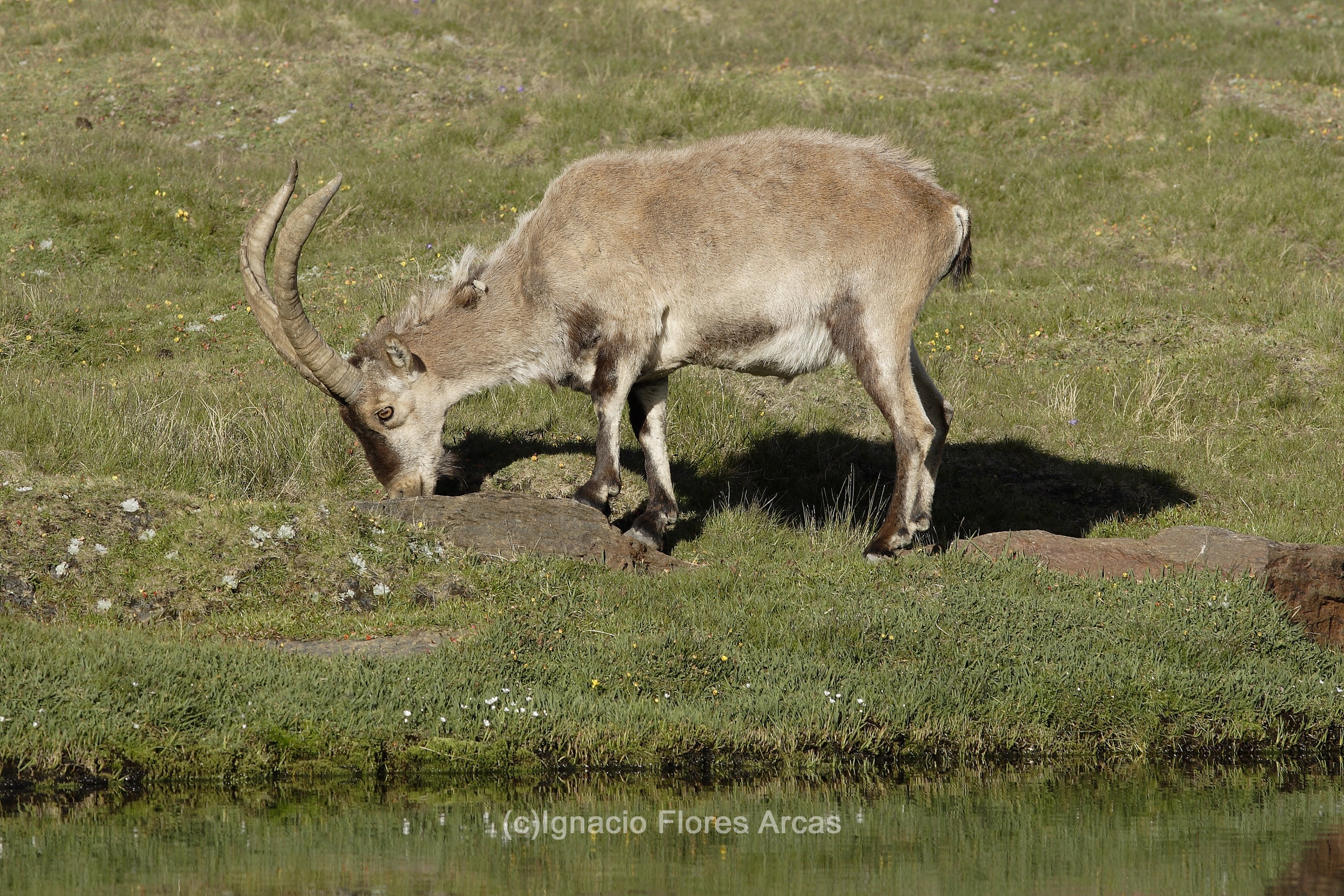 Capra pyrenaica