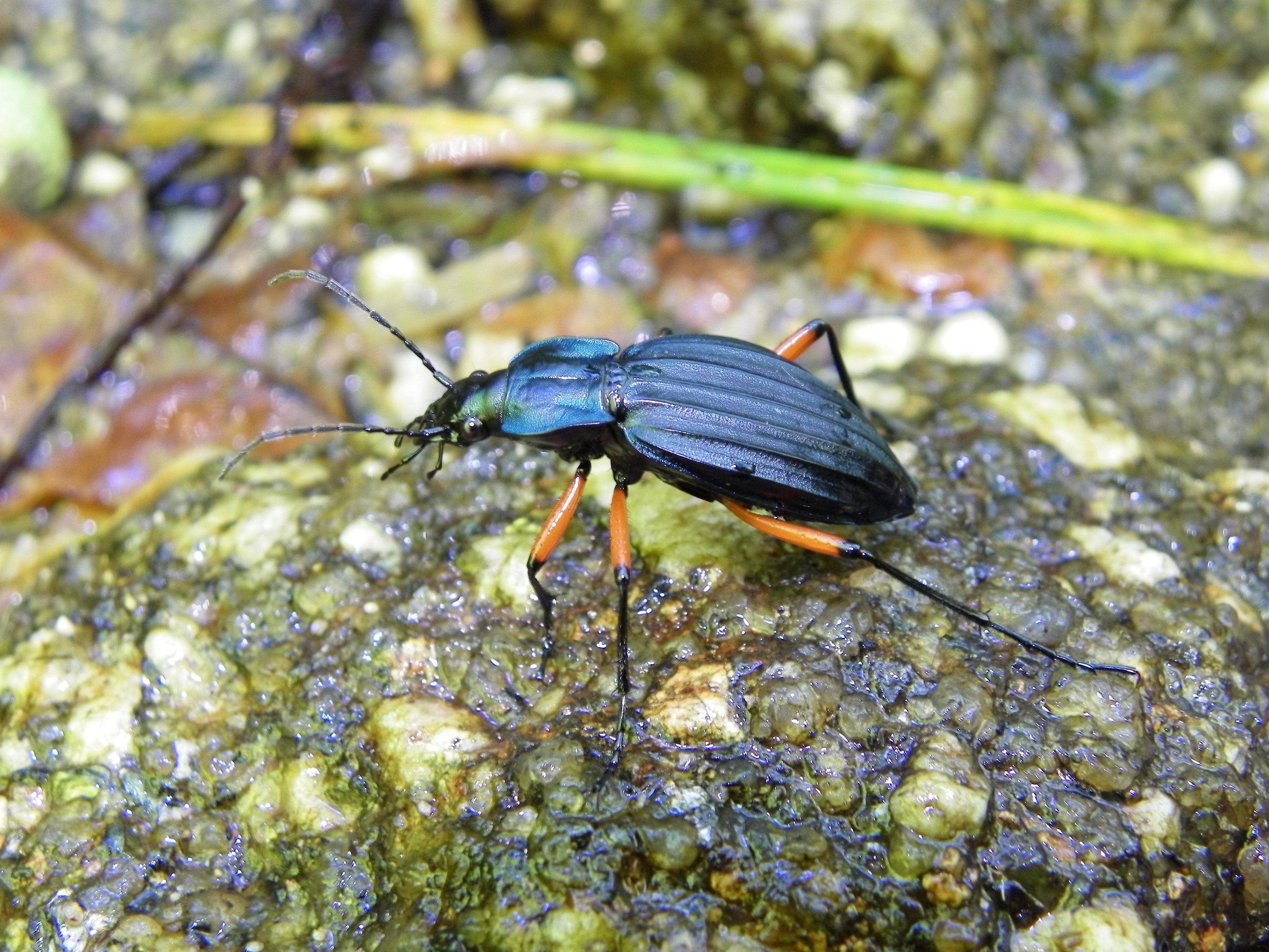 Carabus galicianus