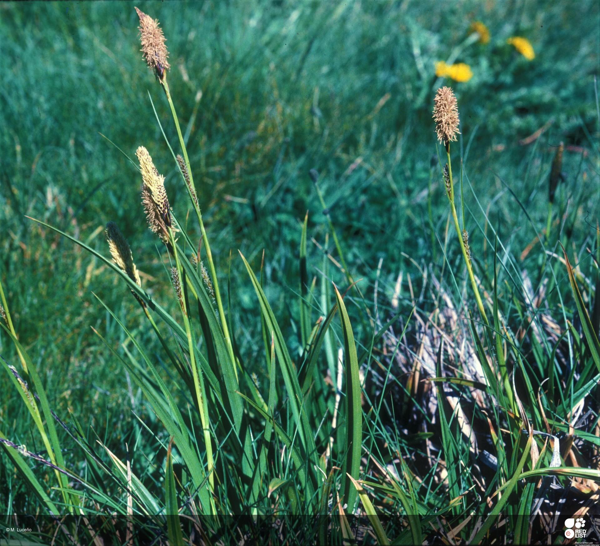 Carex camposii