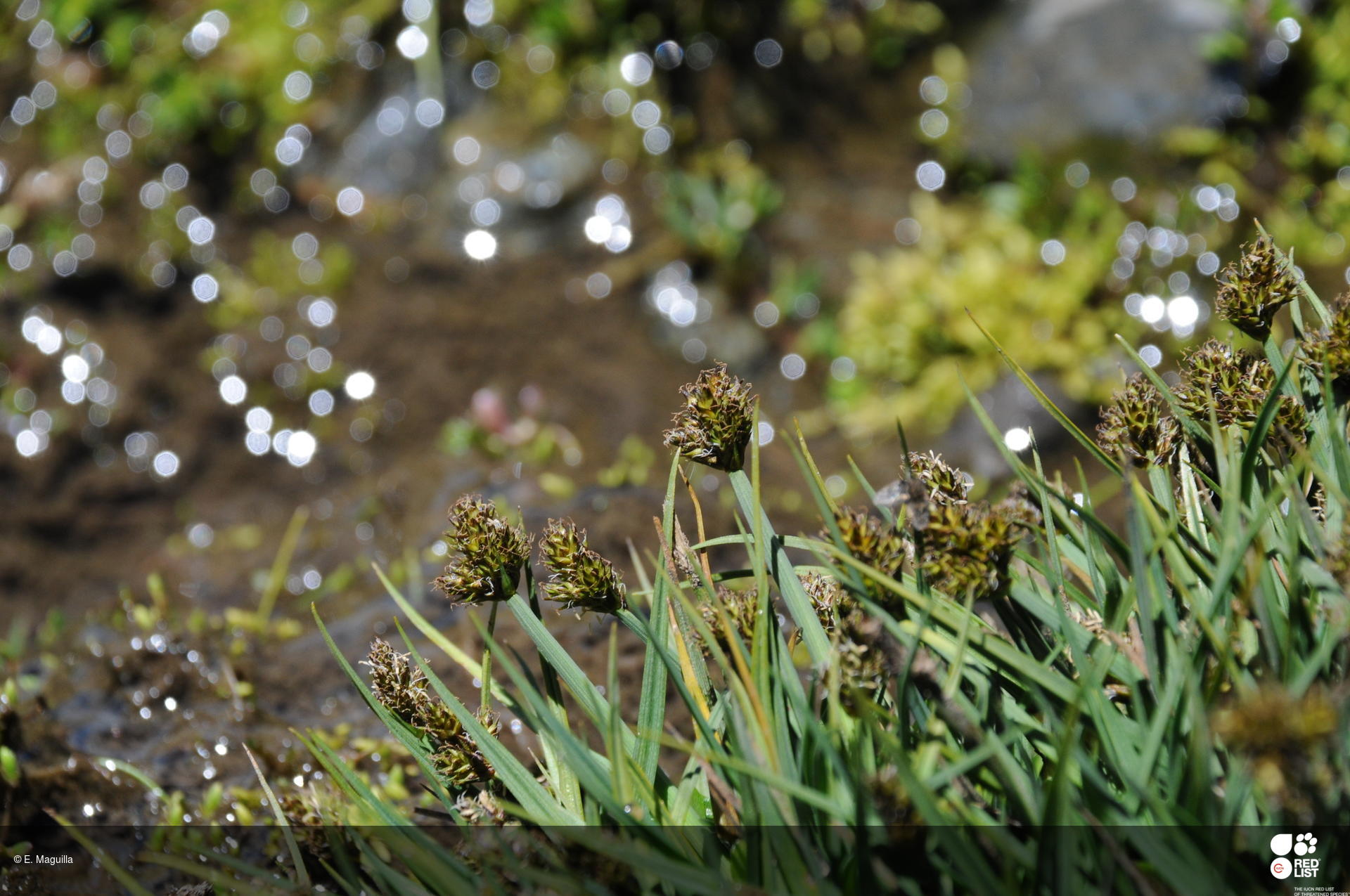 Carex furva